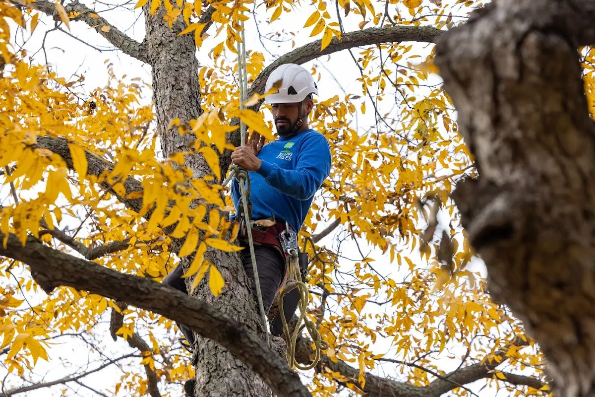 Skilled Tree Planing crew working in Sunset