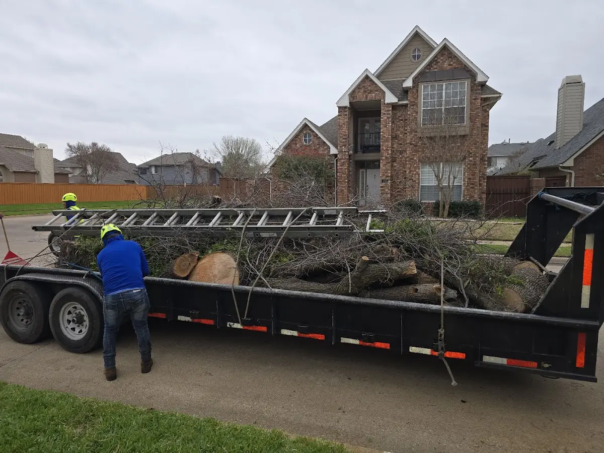 Expert Tree Removal with proper safety equipment in Sunset